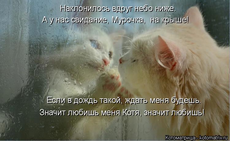 Если в дождь такой, ждать меня будешь. Значит любишь меня Котя, значит любишь! Наклонилось вдруг небо... Котоматрица: Если в дождь такой, ждать меня будешь. Значит любишь меня Котя, значит любишь! Наклонилось вдруг небо ниже. А у нас свидание, Мурочка, на крыш