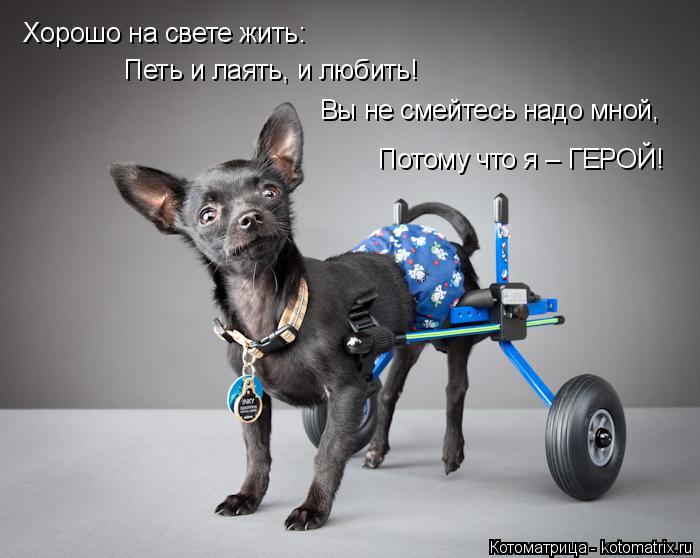 Хорошо на свете жить: Петь и лаять, и любить! Вы не смейтесь надо мной, Потому что я – ГЕРОЙ!... Котоматрица: Хорошо на свете жить: Петь и лаять, и любить! Вы не смейтесь надо мной, Потому что я – ГЕРОЙ!
