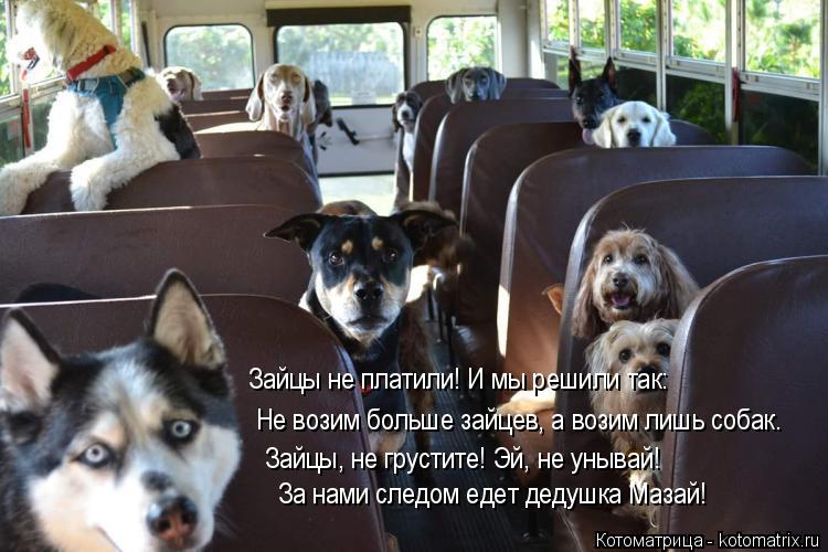 Не возим больше зайцев, а возим лишь собак. Зайцы не платили! И мы решили так: Зайцы, не грустите! Эй... Котоматрица: Не возим больше зайцев, а возим лишь собак. Зайцы не платили! И мы решили так: Зайцы, не грустите! Эй, не унывай! За нами следом едет дедушка Ма?