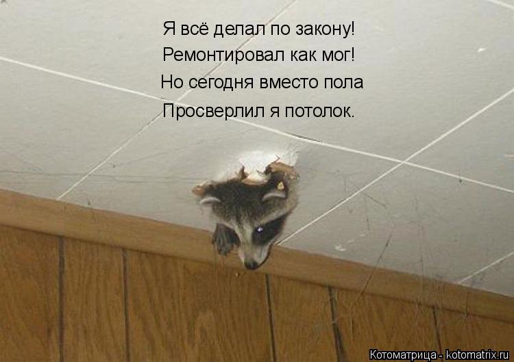 Я всё делал по закону! Ремонтировал как мог! Но сегодня вместо пола Просверлил я потолок.... Котоматрица: Я всё делал по закону! Ремонтировал как мог! Но сегодня вместо пола Просверлил я потолок.