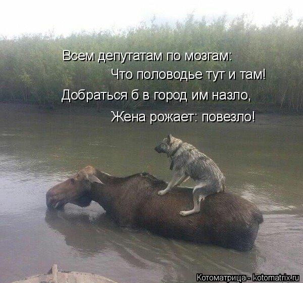 Всем депутатам по мозгам: Что половодье тут и там! Добраться б в город им назло, Жена рожает: повезло... Котоматрица: Всем депутатам по мозгам: Что половодье тут и там! Добраться б в город им назло, Жена рожает: повезло!