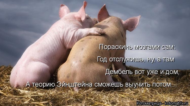 Пораскинь мозгами сам: Год отслужишь, ну, а там Дембель вот уже и дом, А теорию Эйнштейна сможешь выу... Котоматрица: Пораскинь мозгами сам: Год отслужишь, ну, а там Дембель вот уже и дом, А теорию Эйнштейна сможешь выучить потом…