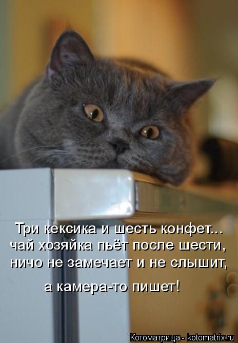 Три кексика и шесть конфет... чай хозяйка пьёт после шести, ничо не замечает и не слышит, а камера-то... Котоматрица: Три кексика и шесть конфет... чай хозяйка пьёт после шести, ничо не замечает и не слышит, а камера-то пишет!