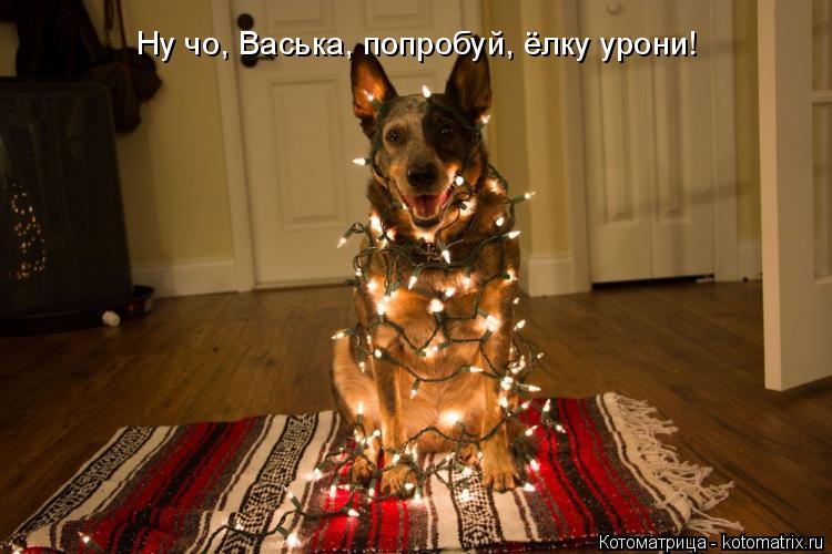Котоматрица: Ну чо, Васька, попробуй, ёлку урони!