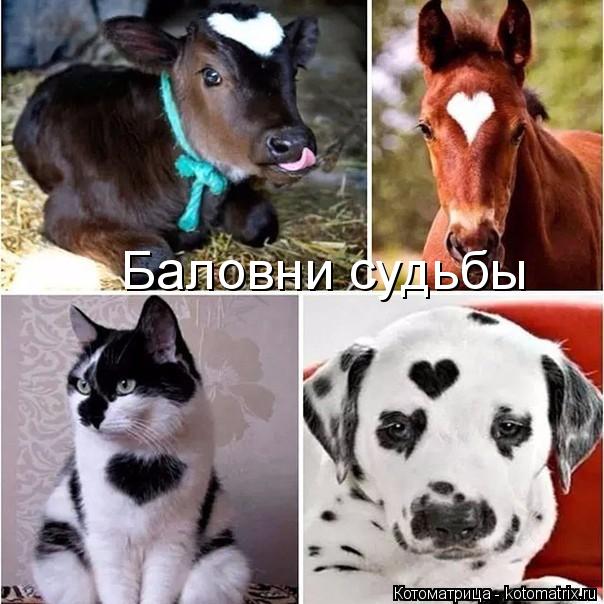 Баловни судьбы... Котоматрица: Баловни судьбы