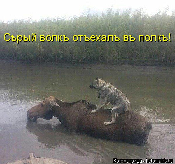 Сьрый волкъ отъехалъ въ полкъ! -... Котоматрица: Сьрый волкъ отъехалъ въ полкъ! -