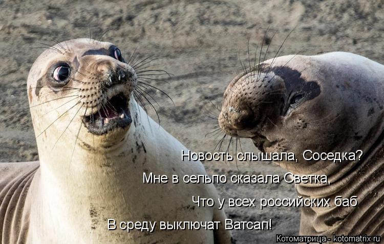 Новость слышала, Соседка? Мне в сельпо сказала Светка, Что у всех российских баб В среду выключат Ват... Котоматрица: Новость слышала, Соседка? Мне в сельпо сказала Светка, Что у всех российских баб В среду выключат Ватсап!