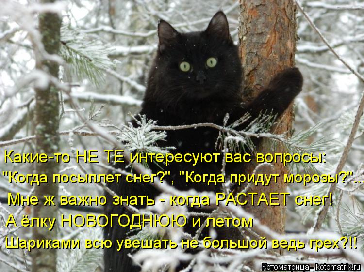 Какие-то НЕ ТЕ интересуют вас вопросы: "Когда посыплет снег?", "Когда придут морозы?"... Мне ж важно ... Котоматрица: Какие-то НЕ ТЕ интересуют вас вопросы: "Когда посыплет снег?", "Когда придут морозы?"... Мне ж важно знать - когда РАСТАЕТ снег! А ёлку НОВОГОДНЮ?