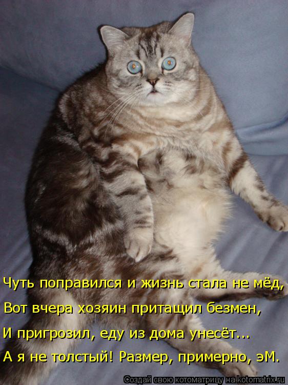 И пригрозил, еду из дома унесёт... Вот вчера хозяин притащил безмен, Чуть поправился и жизнь стала не... Котоматрица: И пригрозил, еду из дома унесёт... Вот вчера хозяин притащил безмен, Чуть поправился и жизнь стала не мёд, А я не толстый! Размер, примерно, эМ.