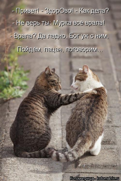 - Привет! - ЗдорОво! - Как дела? - Не верь ты: Мурка всё врала! - Врала? Да ладно, Бог уж с ним, Пойд... Котоматрица: - Привет! - ЗдорОво! - Как дела? - Не верь ты: Мурка всё врала! - Врала? Да ладно, Бог уж с ним, Пойдём, пацан, поговорим…