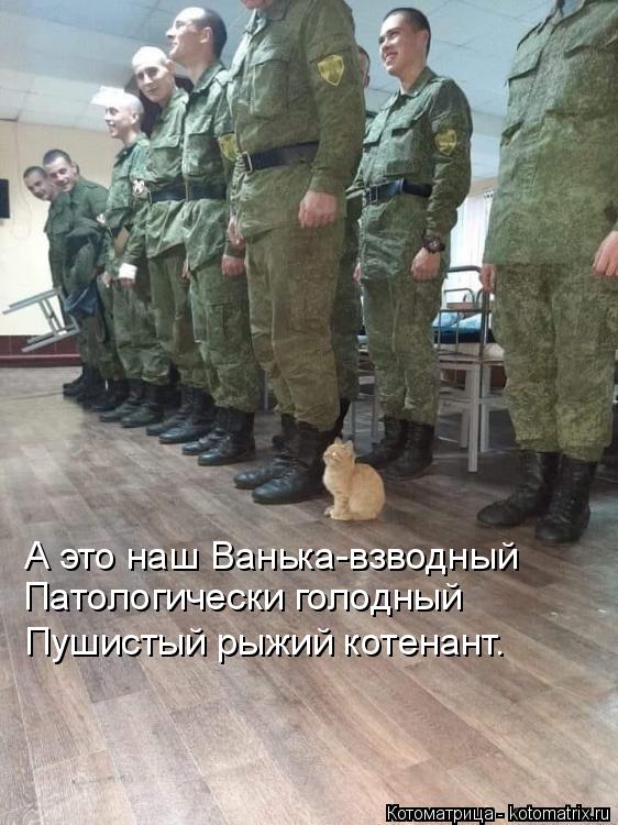 А это наш Ванька-взводный Патологически голодный Пушистый рыжий котенант.... Котоматрица: А это наш Ванька-взводный Патологически голодный Пушистый рыжий котенант.