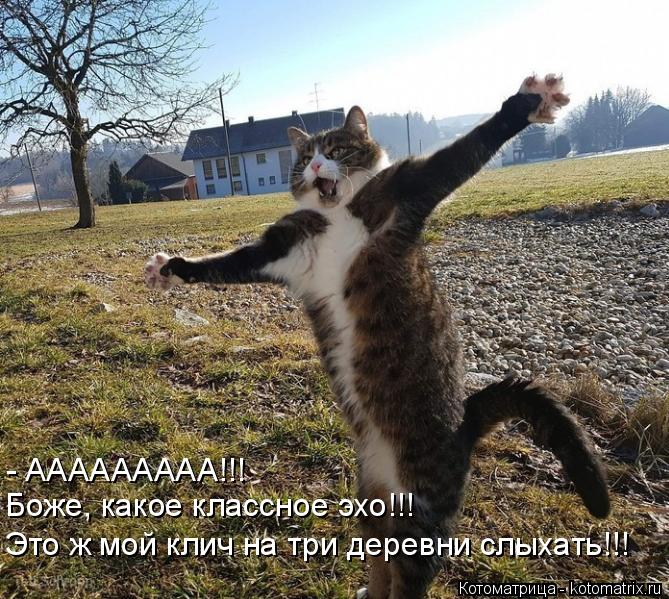 - ААААААААА!!! Боже, какое классное эхо!!! Это ж мой клич на три деревни слыхать!!!... Котоматрица: - ААААААААА!!! Боже, какое классное эхо!!! Это ж мой клич на три деревни слыхать!!!
