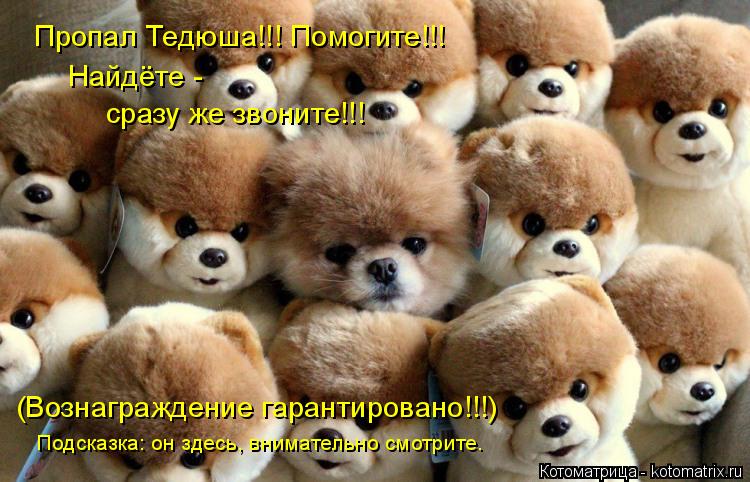 Пропал Тедюша!!! Помогите!!! сразу же звоните!!! Найдёте - (Вознаграждение гарантировано!!!) Подсказк... Котоматрица: Пропал Тедюша!!! Помогите!!! сразу же звоните!!! Найдёте - (Вознаграждение гарантировано!!!) Подсказка: он здесь, внимательно смотрите.