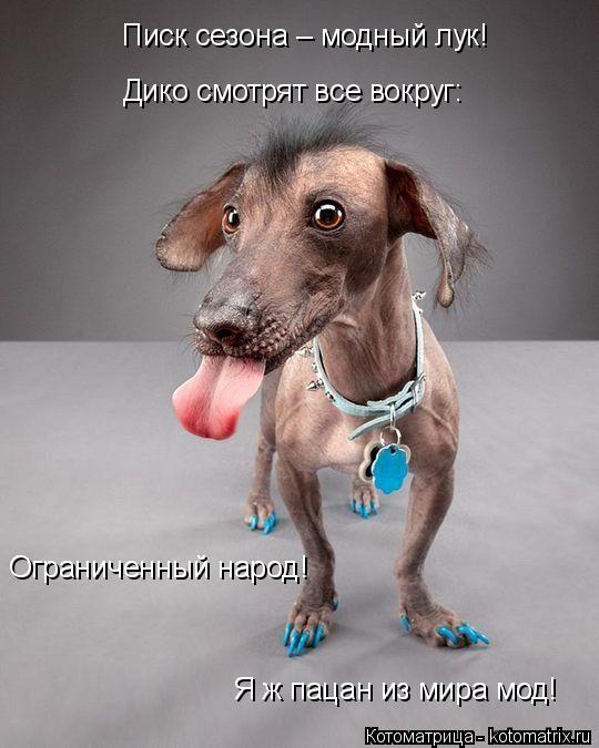 Писк сезона – модный лук! Дико смотрят все вокруг: Ограниченный народ! Я ж пацан из мира мод!... Котоматрица: Писк сезона – модный лук! Дико смотрят все вокруг: Ограниченный народ! Я ж пацан из мира мод!