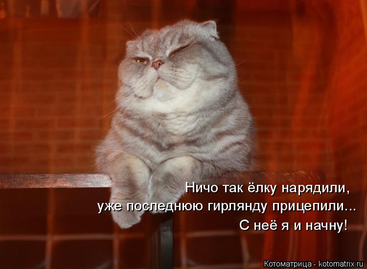 Ничо так ёлку нарядили, уже последнюю гирлянду прицепили... С неё я и начну!... Котоматрица: Ничо так ёлку нарядили, уже последнюю гирлянду прицепили... С неё я и начну!