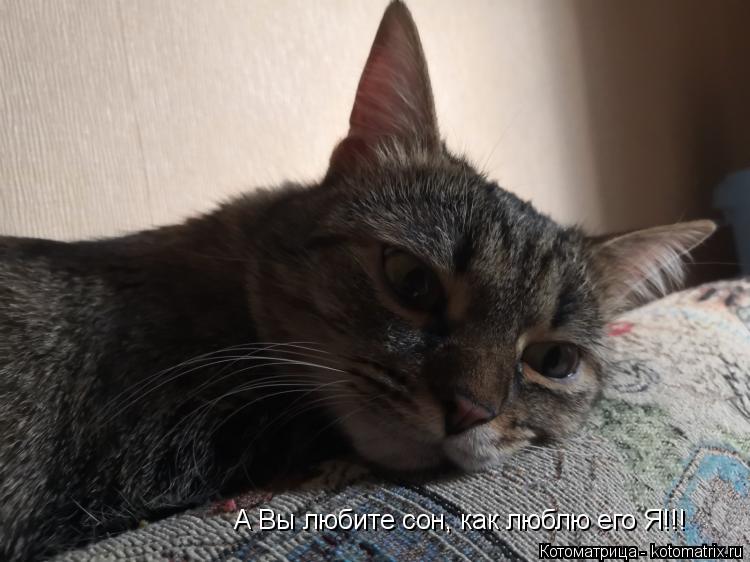 А Вы любите сон, как люблю его Я!!!... Котоматрица: А Вы любите сон, как люблю его Я!!!