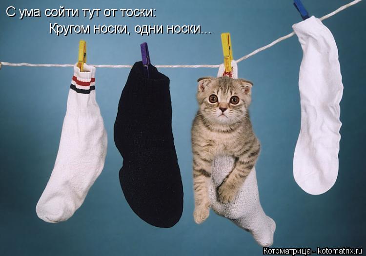 С ума сойти тут от тоски: Кругом носки, одни носки…... Котоматрица: С ума сойти тут от тоски: Кругом носки, одни носки…