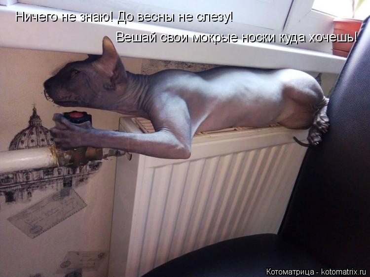 Ничего не знаю! До весны не слезу! Вешай свои мокрые носки куда хочешь!... Котоматрица: Ничего не знаю! До весны не слезу! Вешай свои мокрые носки куда хочешь!
