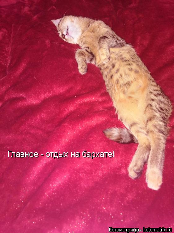 Котоматрица: Главное - отдых на бархате!