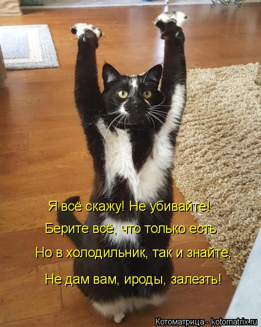 Я всё скажу! Не убивайте! Берите всё, что только есть. Но в холодильник, так и знайте, Не дам вам, ир... Котоматрица: Я всё скажу! Не убивайте! Берите всё, что только есть. Но в холодильник, так и знайте, Не дам вам, ироды, залезть!
