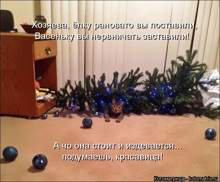 Хозяева, ёлку рановато вы поставили, Васеньку вы нервничать заставили! А чо она стоит и издевается...... Котоматрица: Хозяева, ёлку рановато вы поставили, Васеньку вы нервничать заставили! А чо она стоит и издевается... подумаешь, красавица!