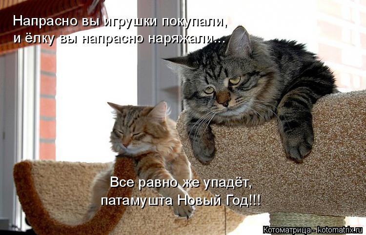 Напрасно вы игрушки покупали, и ёлку вы напрасно наряжали... Все равно же упадёт, патамушта Новый Г... Котоматрица: Напрасно вы игрушки покупали, и ёлку вы напрасно наряжали... Все равно же упадёт, патамушта Новый Год!!!