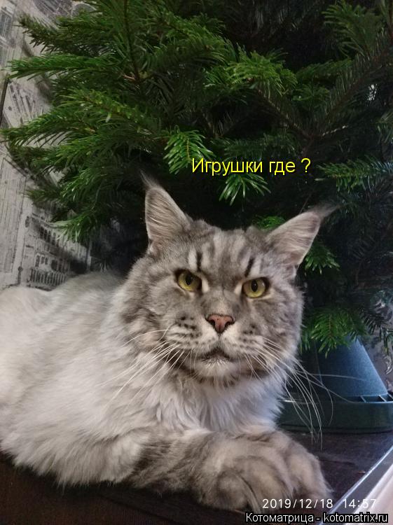 Игрушки где ?... Котоматрица: Игрушки где ?