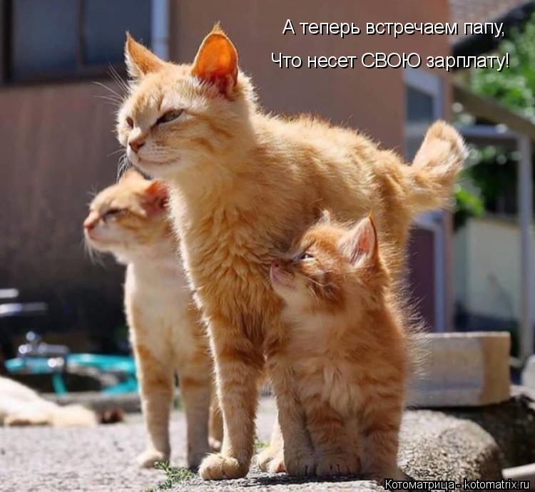 Котоматрица: А теперь встречаем папу, Что несет СВОЮ зарплату!