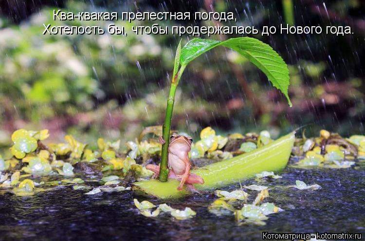 Ква-квакая прелестная погода, Хотелость бы, чтобы продержалась до Нового года.... Котоматрица: Ква-квакая прелестная погода, Хотелость бы, чтобы продержалась до Нового года.