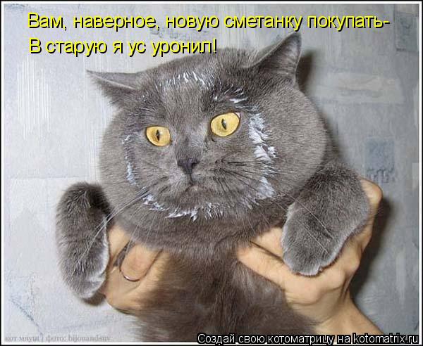Вам, наверное, новую сметанку покупать- В старую я ус уронил!... Котоматрица: Вам, наверное, новую сметанку покупать- В старую я ус уронил!