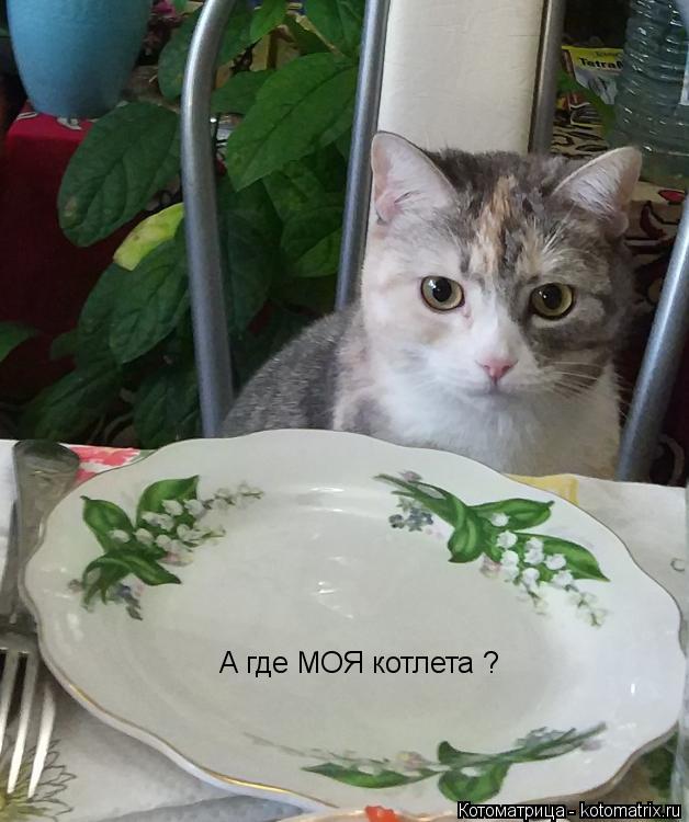 Котоматрица: А где МОЯ котлета ?