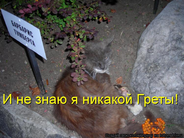 И не знаю я никакой Греты!... Котоматрица: И не знаю я никакой Греты!
