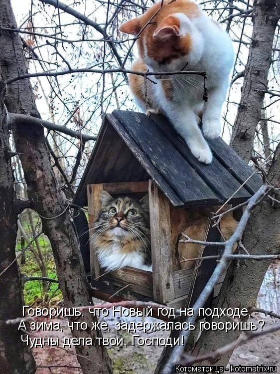 Говоришь, что Новый год на подходе, А зима, что же, задержалась говоришь? Чудны дела твои, Господи!... Котоматрица: Говоришь, что Новый год на подходе, А зима, что же, задержалась говоришь? Чудны дела твои, Господи!