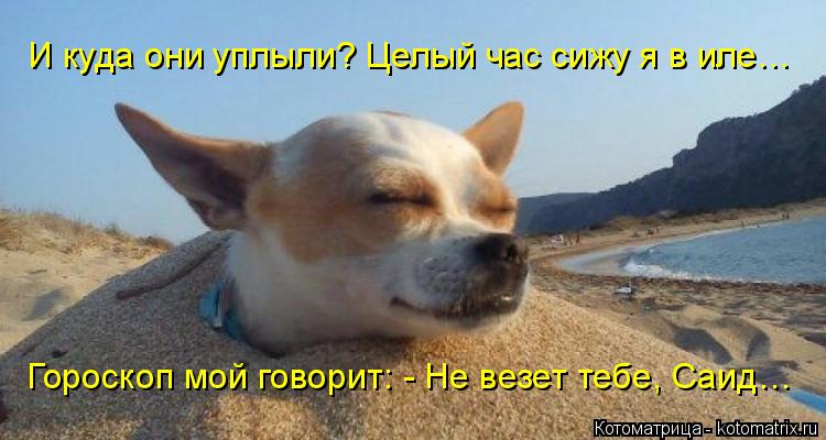 И куда они уплыли? Целый час сижу я в иле… Гороскоп мой говорит: - Не везет тебе, Саид…... Котоматрица: И куда они уплыли? Целый час сижу я в иле… Гороскоп мой говорит: - Не везет тебе, Саид…