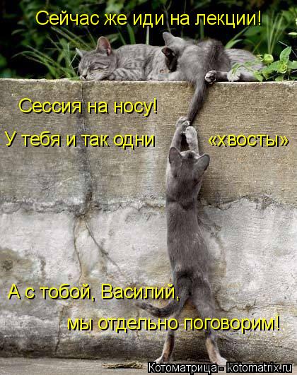 Сейчас же иди на лекции! Сессия на носу! У тебя и так одни «хвосты» А с тобой, Василий, мы... Котоматрица: Сейчас же иди на лекции! Сессия на носу! У тебя и так одни «хвосты» А с тобой, Василий, мы отдельно поговорим!