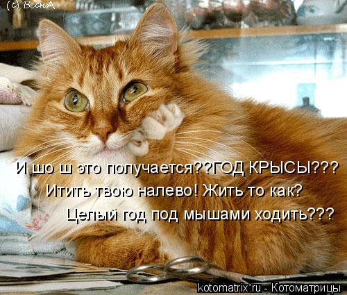 И шо ш это получается??ГОД КРЫСЫ??? Итить твою налево! Жить то как? Целый год под мышами ходить???... Котоматрица: И шо ш это получается??ГОД КРЫСЫ??? Итить твою налево! Жить то как? Целый год под мышами ходить???