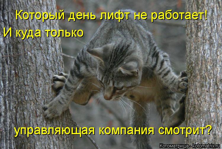 Котоматрица: Который день лифт не работает! И куда только  управляющая компания смотрит?