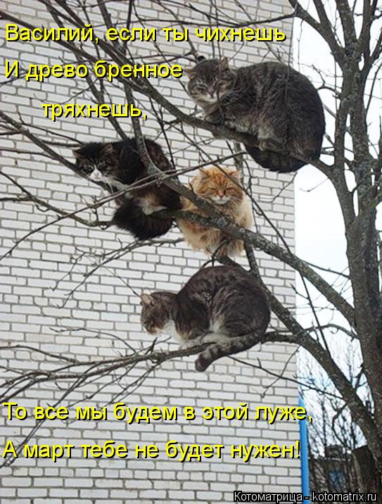 Василий, если ты чихнешь И древо бренное тряхнешь, То все мы будем в этой луже, А март тебе не будет... Котоматрица: Василий, если ты чихнешь И древо бренное тряхнешь, То все мы будем в этой луже, А март тебе не будет нужен!