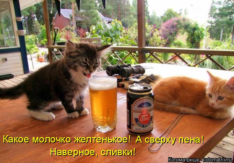 Какое молочко желтенькое! А сверху пена! Наверное, сливки!... Котоматрица: Какое молочко желтенькое! А сверху пена! Наверное, сливки!