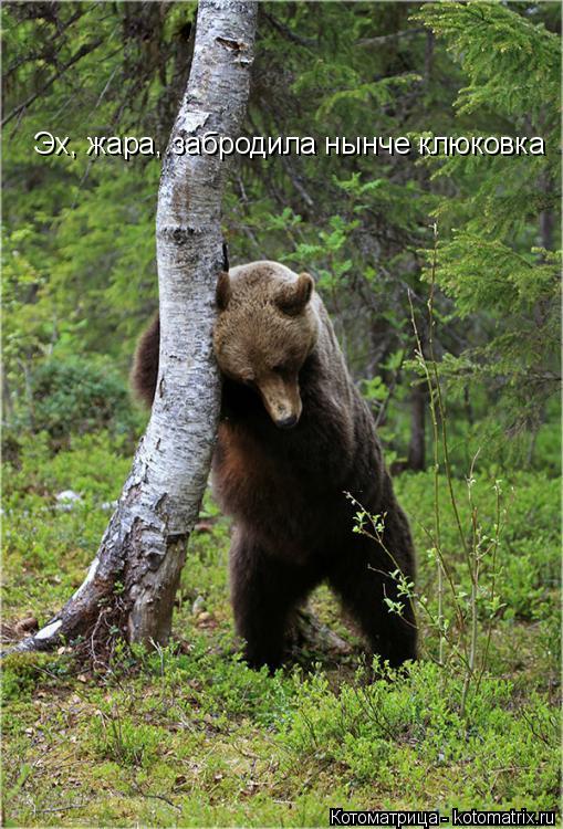 Эх, жара, забродила нынче клюковка... Котоматрица: Эх, жара, забродила нынче клюковка