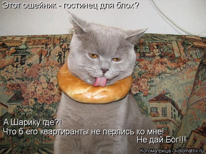 Этот ошейник - гостинец для блох? А Шарику где?! Что б его квартиранты не перлись ко мне! Не дай Бог... Котоматрица: Этот ошейник - гостинец для блох? А Шарику где?! Что б его квартиранты не перлись ко мне! Не дай Бог!!!