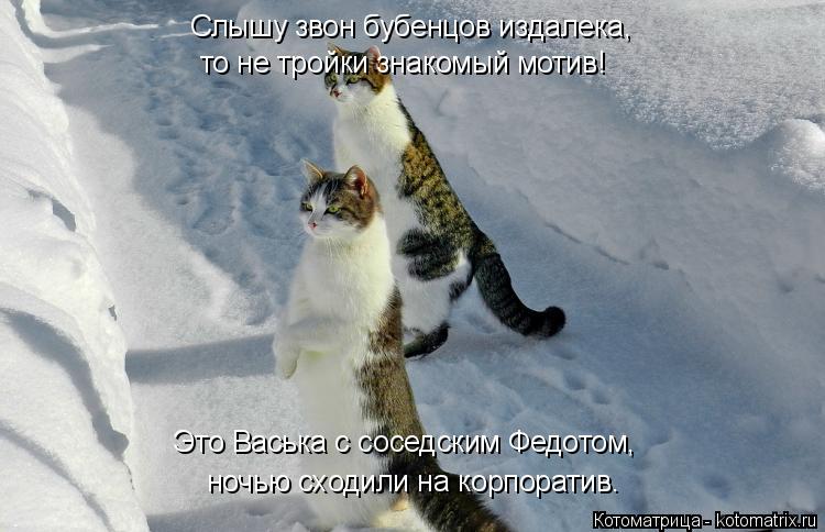 Слышу звон бубенцов издалека, то не тройки знакомый мотив! ночью сходили на корпоратив. Это Васька с ... Котоматрица: Слышу звон бубенцов издалека, то не тройки знакомый мотив! ночью сходили на корпоратив. Это Васька с соседским Федотом,
