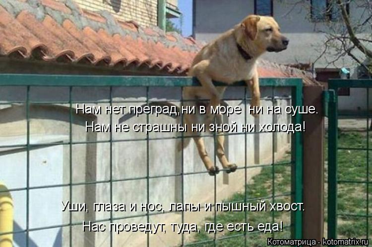 Нам нет преград,ни в море ни на суше. Нам не страшны ни зной ни холода! Уши, глаза и нос, лапы и пыш... Котоматрица: Нам нет преград,ни в море ни на суше. Нам не страшны ни зной ни холода! Уши, глаза и нос, лапы и пышный хвост. Нас проведут, туда, где есть еда!
