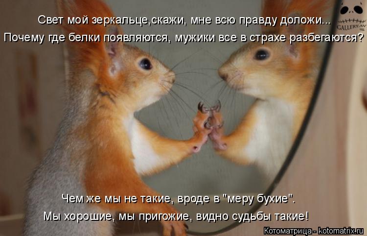 Свет мой зеркальце,скажи, мне всю правду доложи... Почему где белки появляются, мужики все в страхе р... Котоматрица: Свет мой зеркальце,скажи, мне всю правду доложи... Почему где белки появляются, мужики все в страхе разбегаются? Чем же мы не такие, вроде в "м?