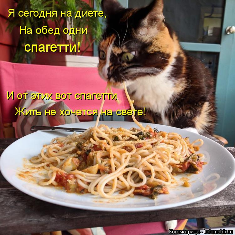 Котоматрица: Я сегодня на диете, На обед одни спагетти! И от этих вот спагетти Жить не хочется на свете!