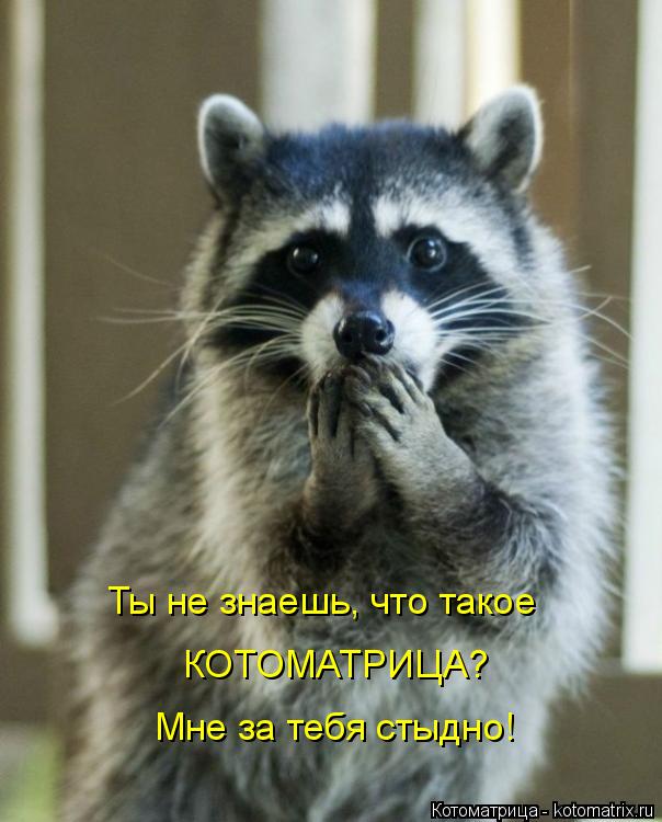 Ты не знаешь, что такое КОТОМАТРИЦА? Мне за тебя стыдно!... Котоматрица: Ты не знаешь, что такое КОТОМАТРИЦА? Мне за тебя стыдно!