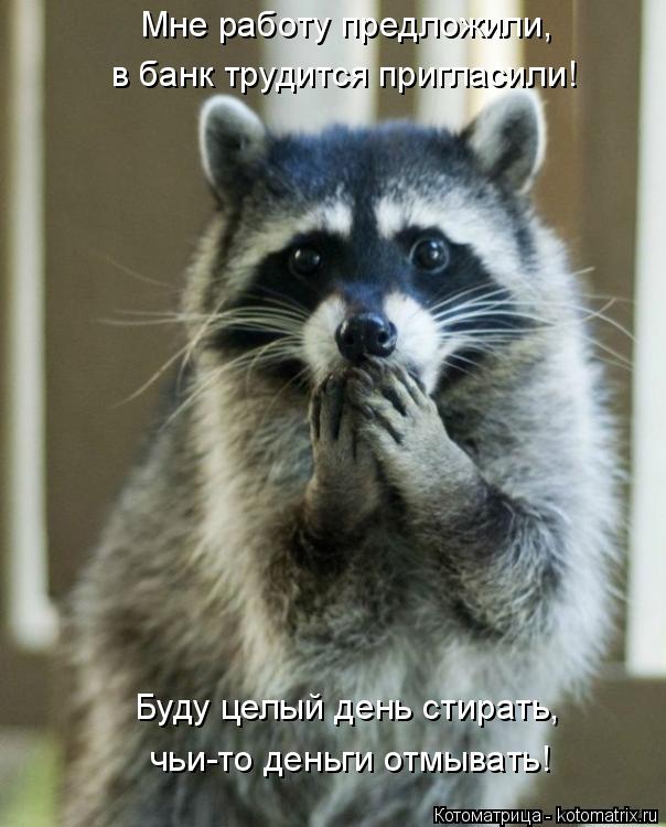 Мне работу предложили, в банк трудится пригласили! Буду целый день стирать, чьи-то деньги отмывать!... Котоматрица: Мне работу предложили, в банк трудится пригласили! Буду целый день стирать, чьи-то деньги отмывать!