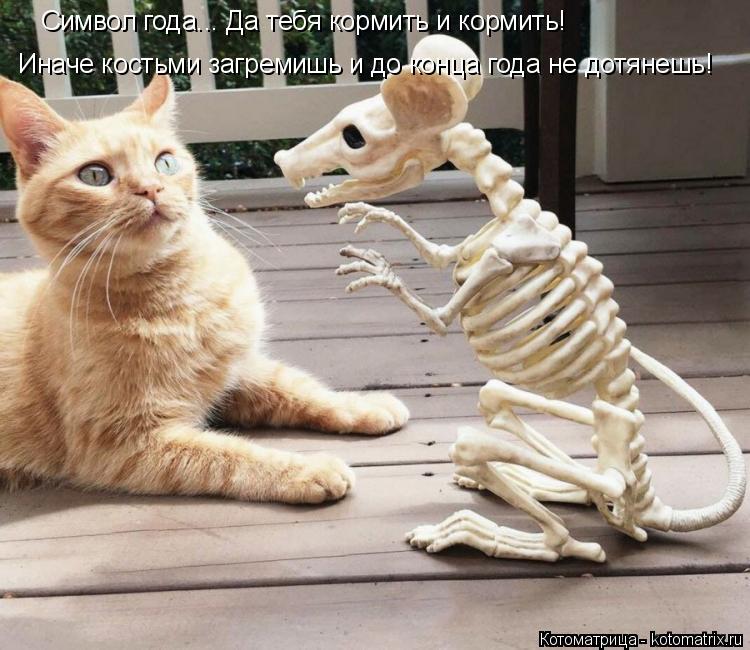 Символ года... Да тебя кормить и кормить! Иначе костьми загремишь и до конца года не дотянешь!... Котоматрица: Символ года... Да тебя кормить и кормить! Иначе костьми загремишь и до конца года не дотянешь!