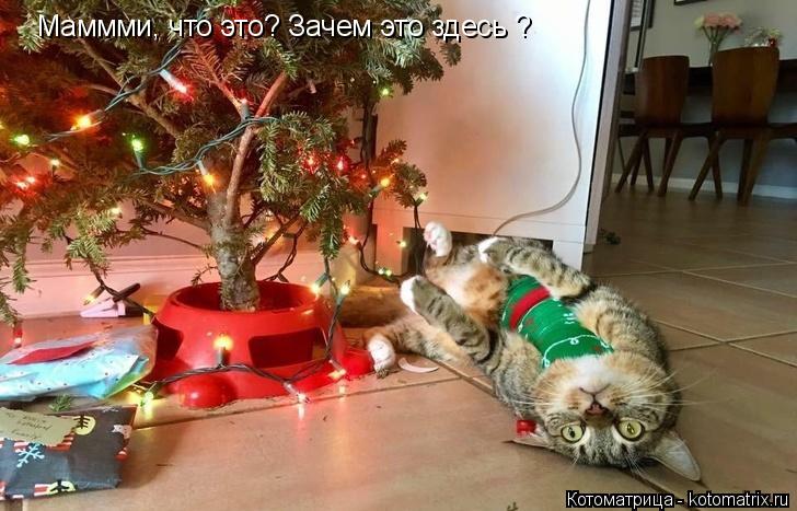 Маммми, что это? Зачем это здесь ?... Котоматрица: Маммми, что это? Зачем это здесь ?