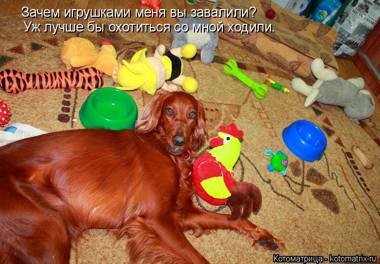 Зачем игрушками меня вы завалили? Уж лучше бы охотиться со мной ходили.... Котоматрица: Зачем игрушками меня вы завалили? Уж лучше бы охотиться со мной ходили.